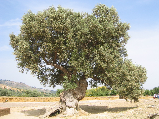 agrigento_05.jpg