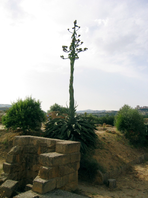 agrigento_14.jpg