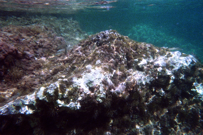 aquario_06.jpg