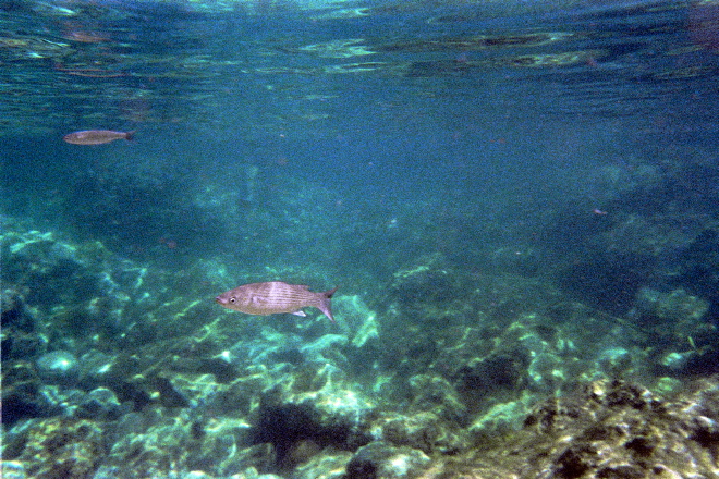 aquario_07.jpg