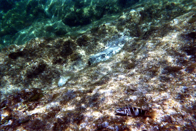 aquario_08.jpg