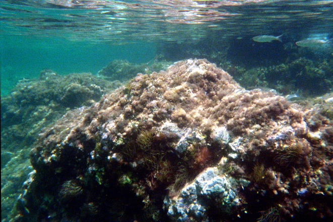 aquario_10.jpg
