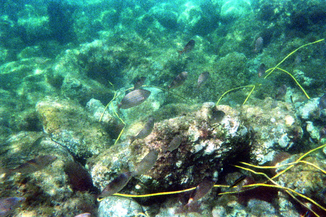 aquario_11.jpg