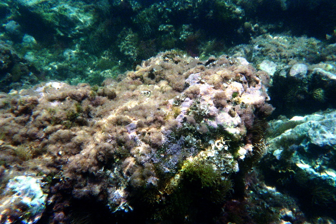 aquario_14.jpg