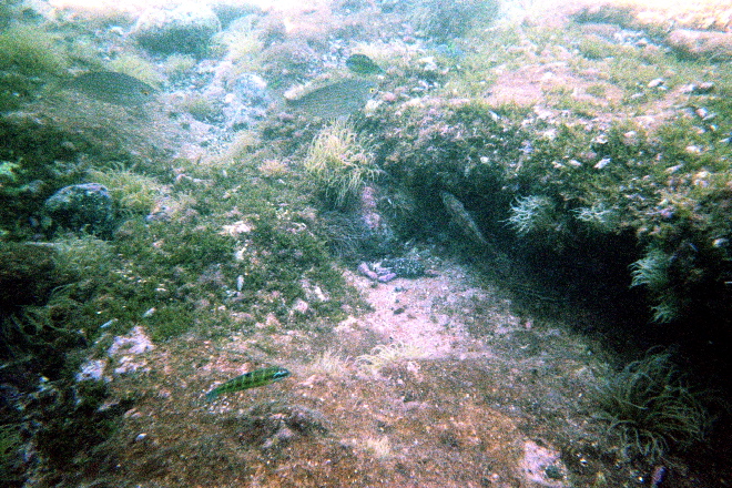 aquario_20.jpg