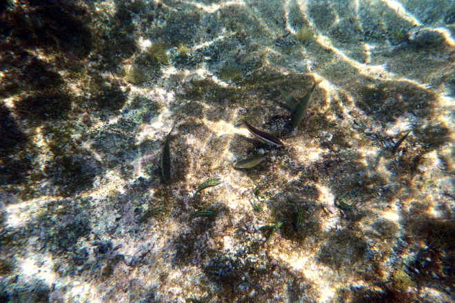 aquario_22.jpg