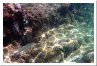aquario_01.html