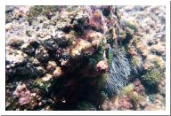 aquario_02.html