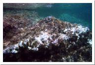 aquario_06.html