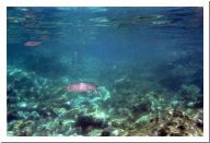 aquario_07.html