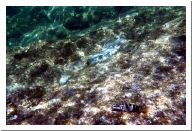 aquario_08.html
