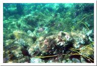 aquario_11.html