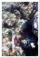 aquario_13.html