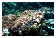 aquario_14.html