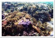 aquario_17.html