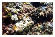 aquario_18.html