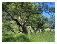 chalcatzingo_21.html