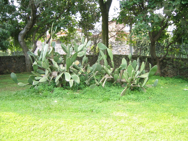cuernavaca_16.jpg