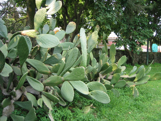 cuernavaca_18.jpg