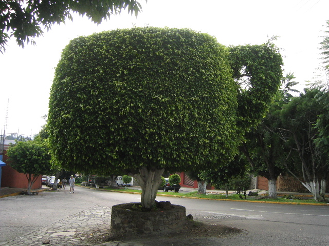 cuernavaca_20.jpg