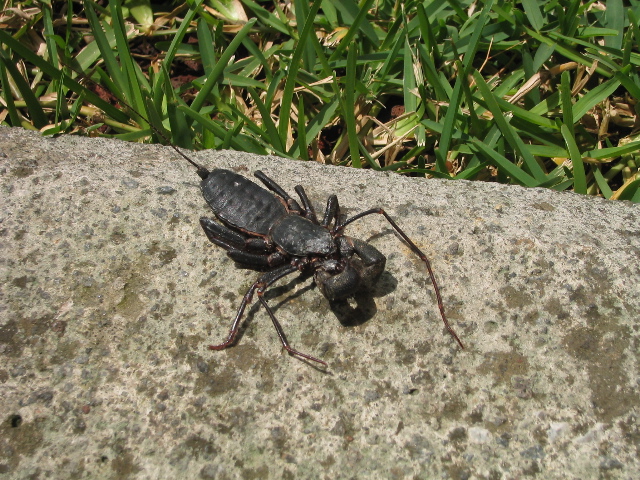 cuernavaca_30.jpg