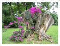 cuernavaca_13.html