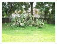 cuernavaca_16.html