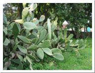 cuernavaca_18.html