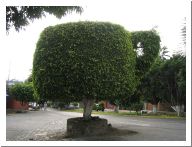 cuernavaca_20.html