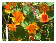malinalco_24.html