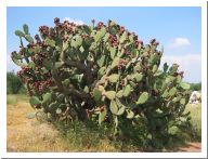 tula - 12.html