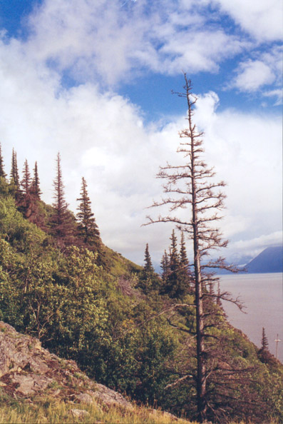 baum.jpg