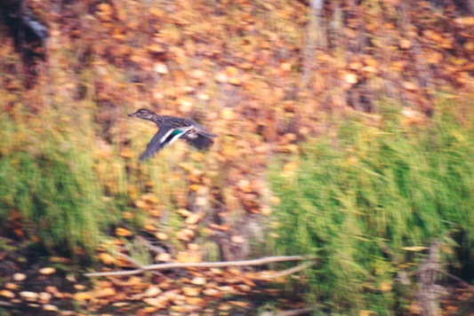 flyingduck.jpg