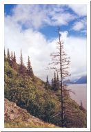 baum.html