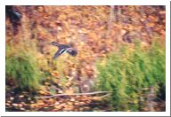 flyingduck.html